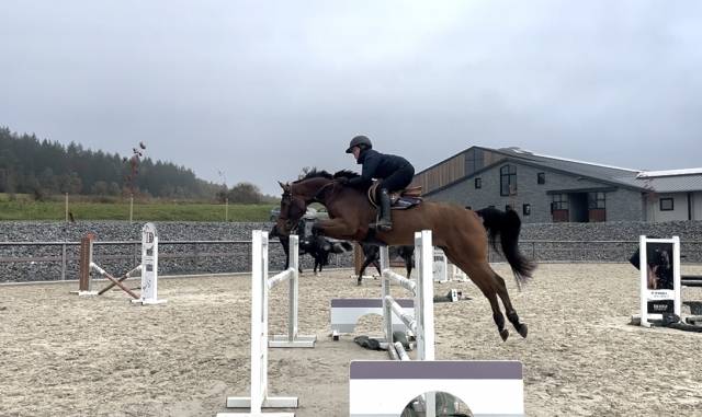 Gelding Zangersheide For sale 2020 Bay