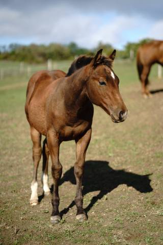 Colt Quarter For sale 2024 Brown