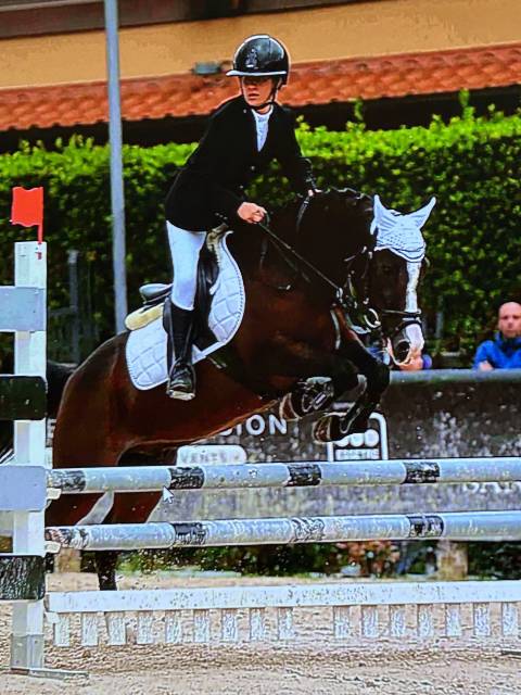 Gelding Origin Recorded For sale 2009 Dark Bay