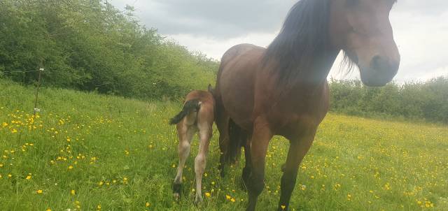 Entire Other Horse Breed For sale 2024 Bay