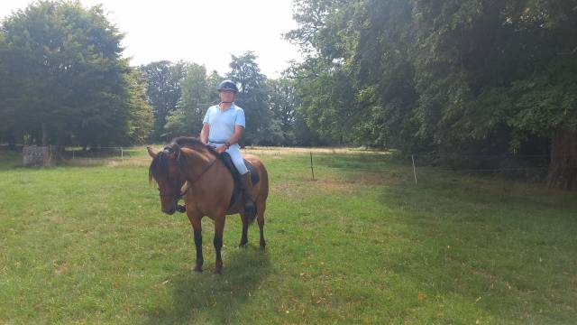 Gelding Other Horse Breed For sale 2016 Bay