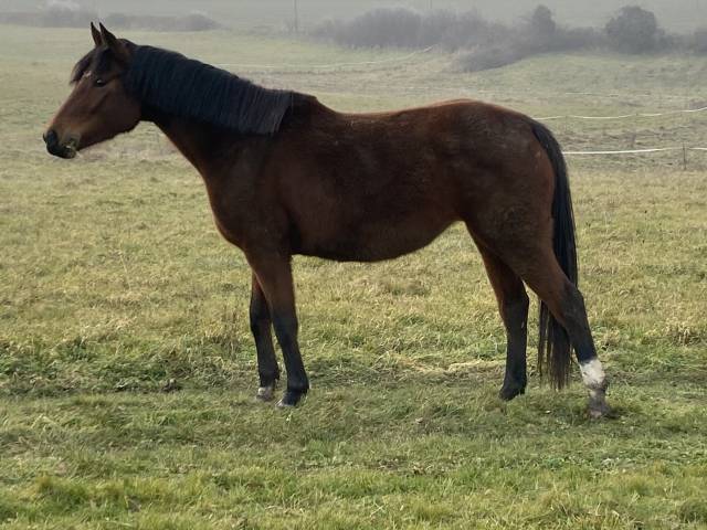 Mare Selle Français For sale 2020 Bay