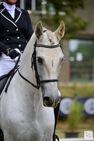 Gelding PRE Pure Spanish Bred For sale 2014 Grey