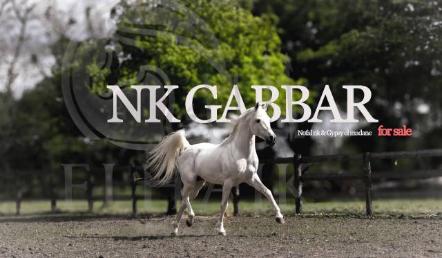 Entire Arabian For sale 2017 Grey