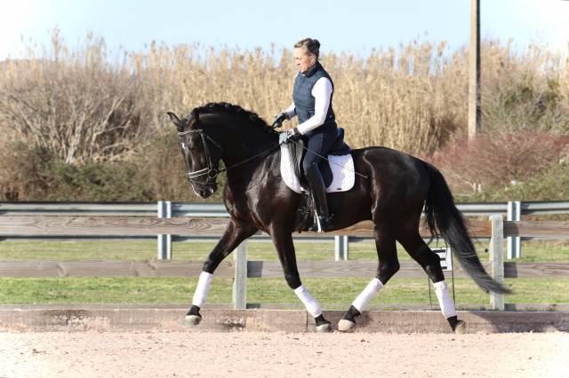 Gelding Lusitano For sale 2019 Black