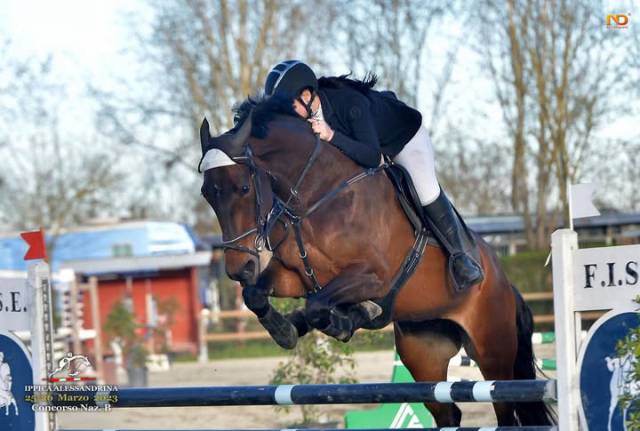 Mare Cheval de Selle Italien For sale 2015 Bay