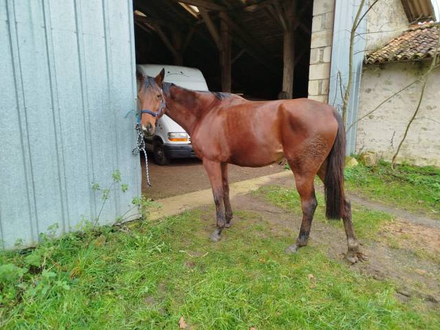 Mare Thoroughbred For sale 2020 Bay