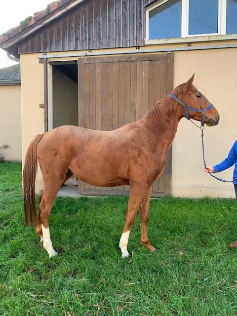 Gelding Selle Français For sale 2021 Chesnut