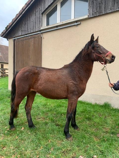 Filly Connemara For sale 2022 Bay