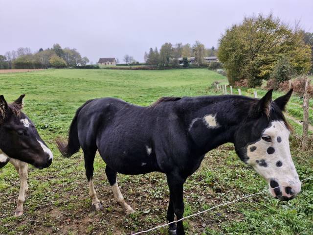Broodmare Paint For sale 2012 Black