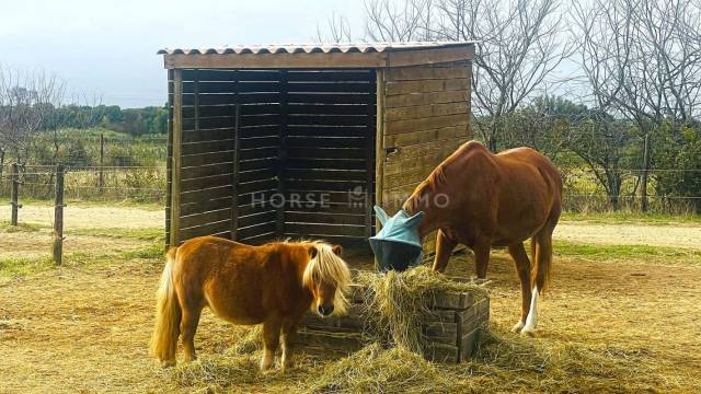 Equestrian property  Hérault
