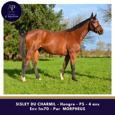 Gelding English Thoroughbred For sale 2020 Bay
