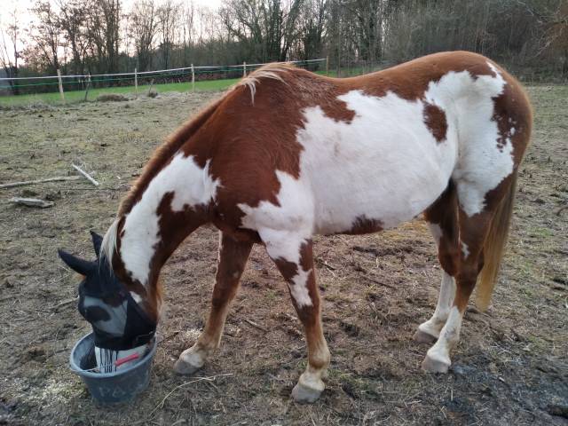 Gelding Paint For sale 2006 Coloured