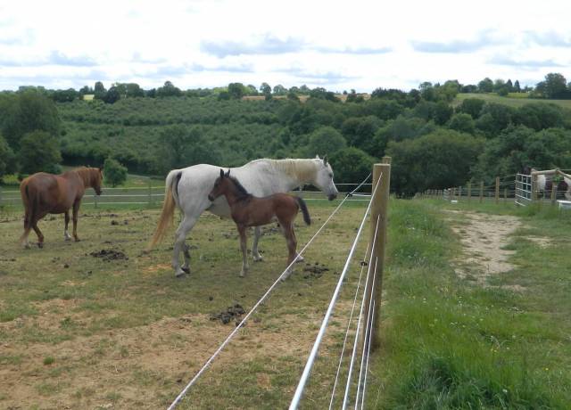 Stud farm  Orne