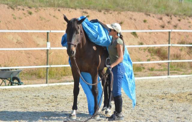 Gelding English Thoroughbred Part-Livery 2021 Bay