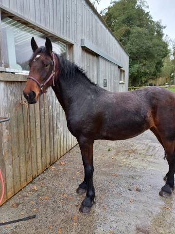 Mare Friesian Cross For sale 2022 Dark Bay
