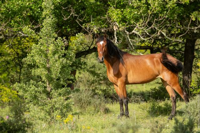 Mare Lusitano For sale 2021 Bay