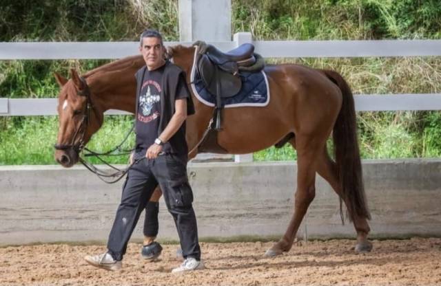 Gelding Selle Français For sale 2015 Other color