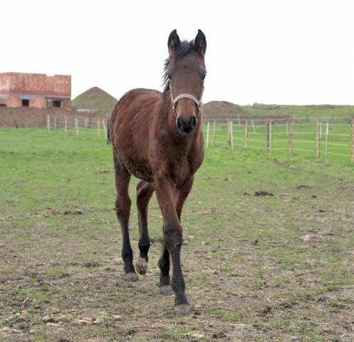 Filly Saddle Horse For sale 2024 Bay