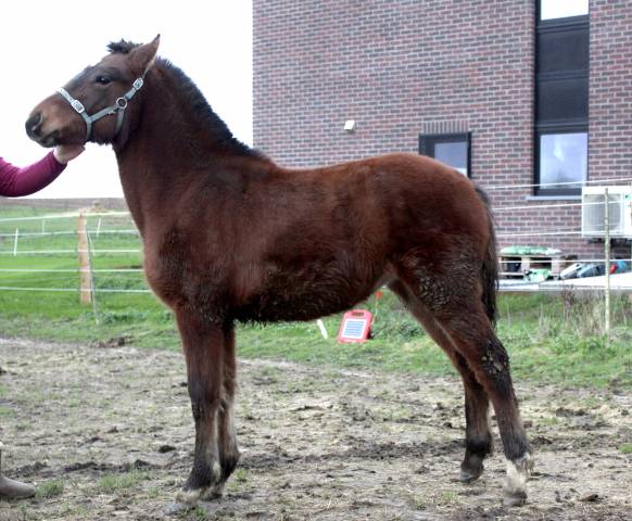 Filly Franche-Montagne For sale 2024 Bay