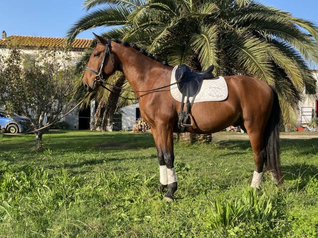 Gelding Lusitano For sale 2021 Bay