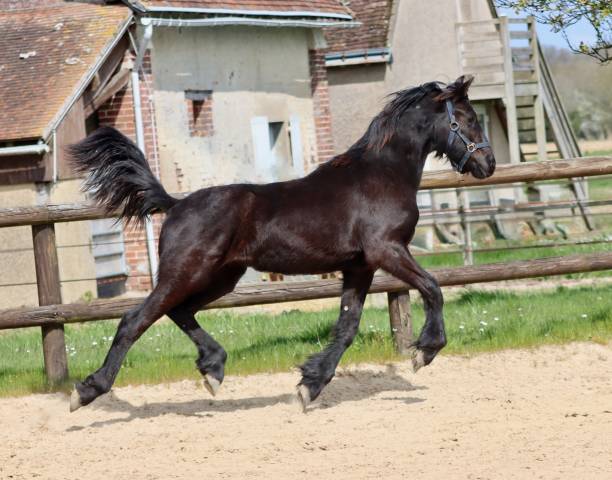 Filly Friesian For sale 2024 Black