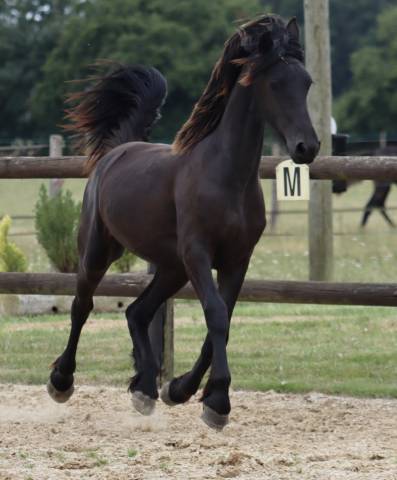 Filly Friesian For sale 2024 Black