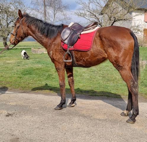 Mare Irish Thoroughbred For sale 2020 Bay