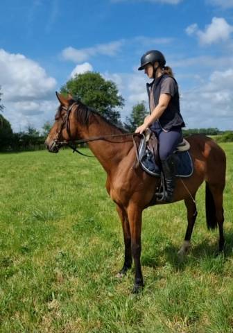 Mare Thoroughbred For sale 2020 Bay
