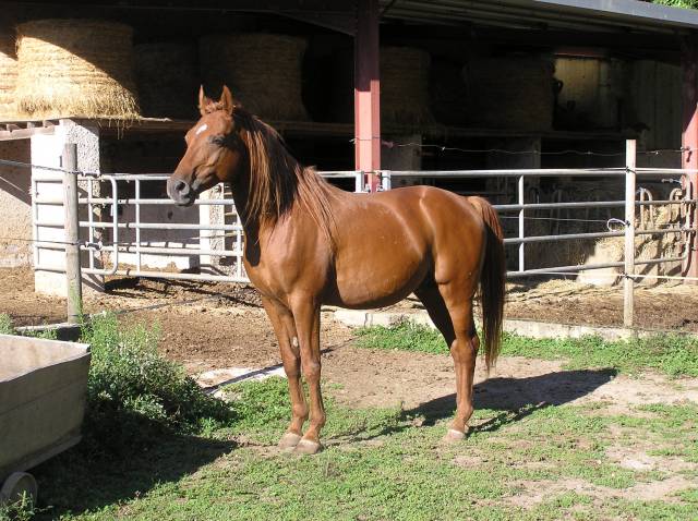 Stallion Arabian For sale 2010 Chesnut