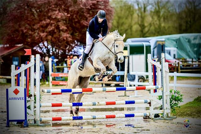 Mare German Warmblood For sale 2014 Grey