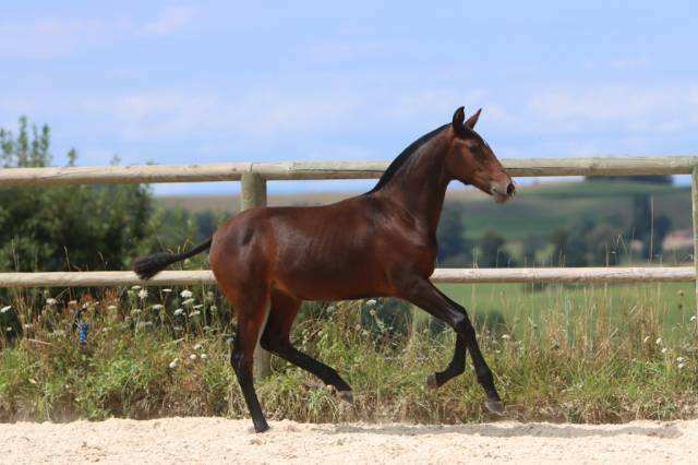 Filly Origin Recorded For sale 2024 Dark Bay