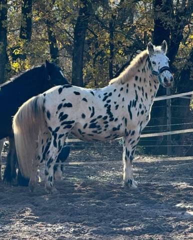 Gelding Other Pony Breed For sale 2021 Appaloosa