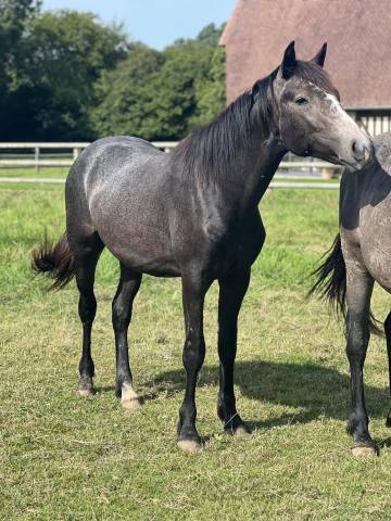 Gelding Origin Recorded For sale 2023 Grey