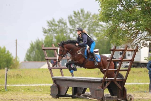 Stallion Connemara For sale 2009 Bay