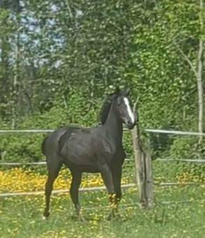Filly Zangersheide For sale 2023 Black