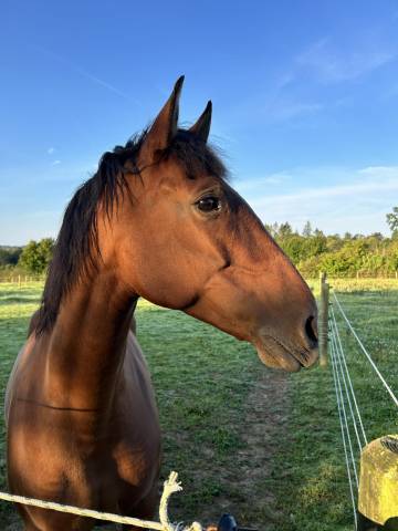 Mare PRE Pure Spanish Bred For sale 2010 Bay