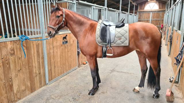 Mare PRE Pure Spanish Bred For sale 2010 Bay