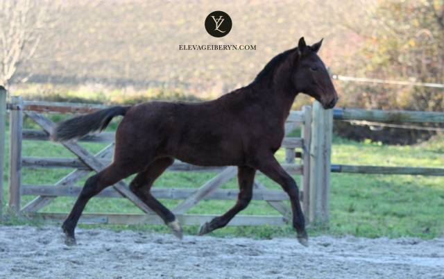 Colt Lusitano For sale 2023 Dark Bay