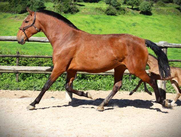 Mare Lusitano For sale 2020 Bay