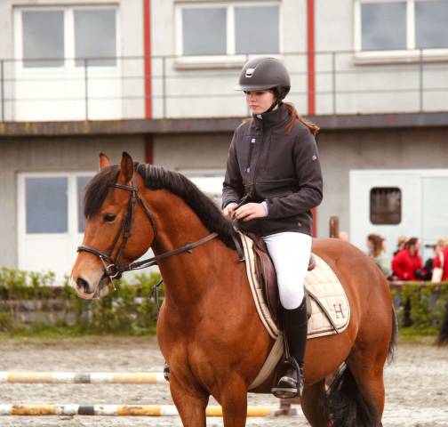 Entire French Saddle Pony For sale 2021 Bay