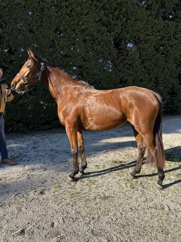 Mare Anglo-Arabian For sale 2022 Bay