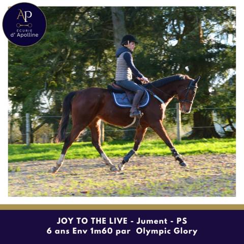 Mare Thoroughbred For sale 2019 Bay