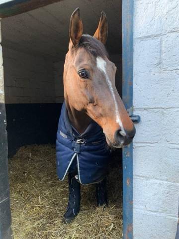 Mare sBs Belgian Warmblood For sale 2009 Bay