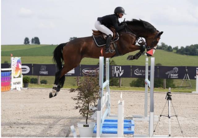 Gelding Hanoverian For sale 2014 Bay