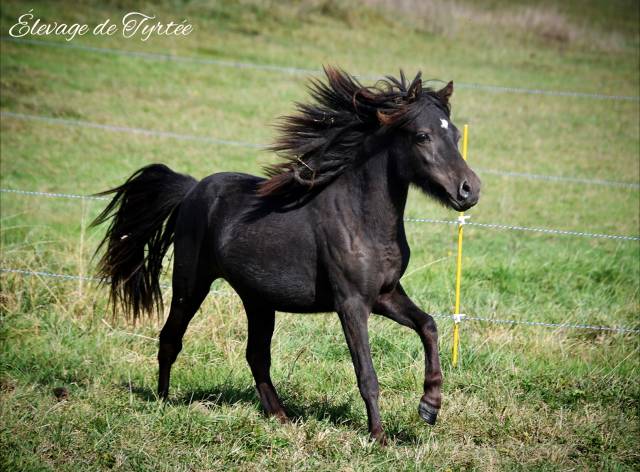 Colt Origin Recorded For sale 2023 Black