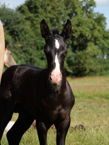 Colt Akhal Teke For sale 2024 Black