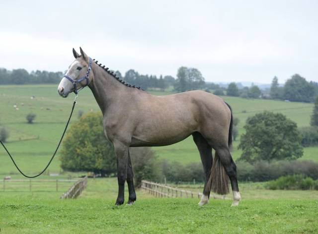 Mare Zangersheide For sale 2021 Grey