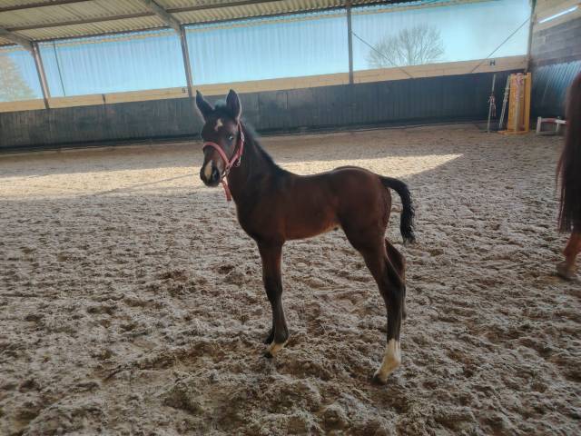 Colt Zangersheide For sale 2025 Bay
