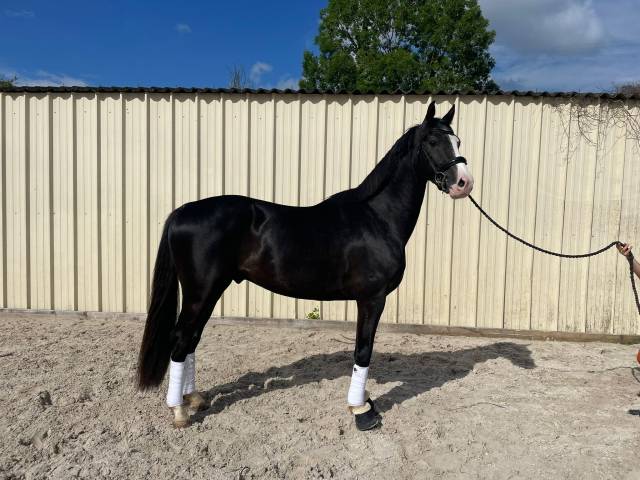 Gelding Selle Français For sale 2021 Black